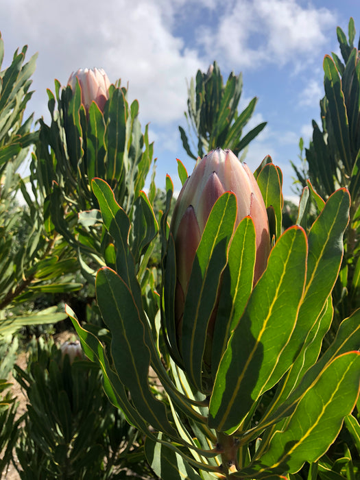 Proteas