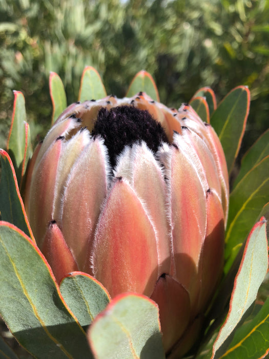 Proteas