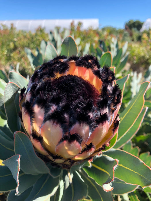 Proteas