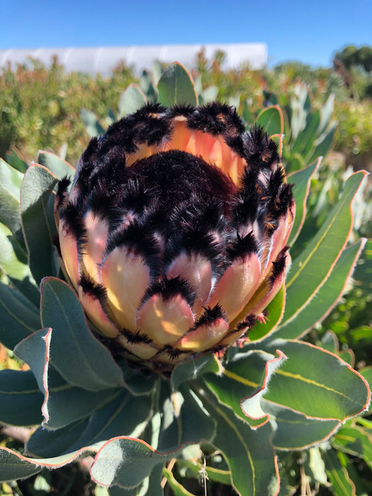 Proteas