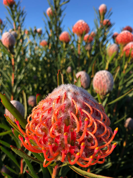 Leucospermum