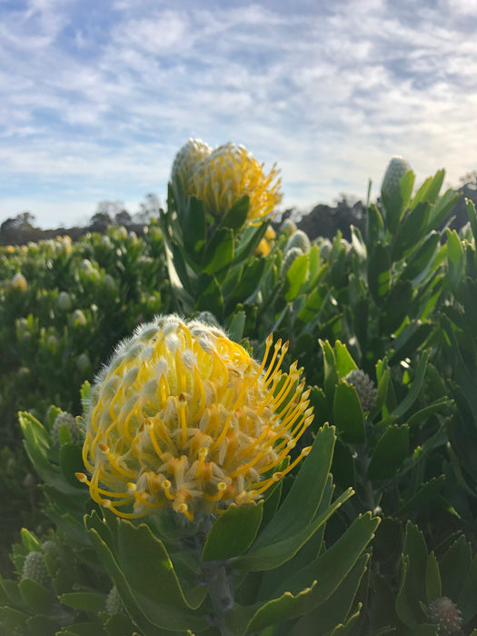 Leucospermum