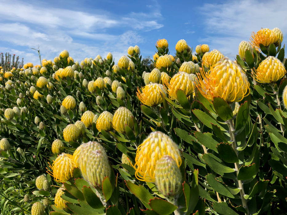 Leucospermum