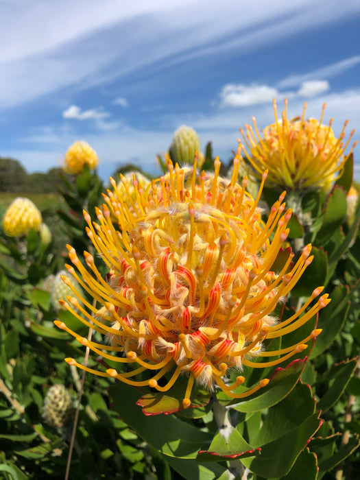 Leucospermum