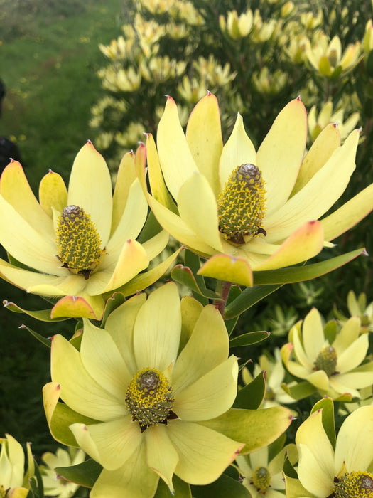 Leucadendron