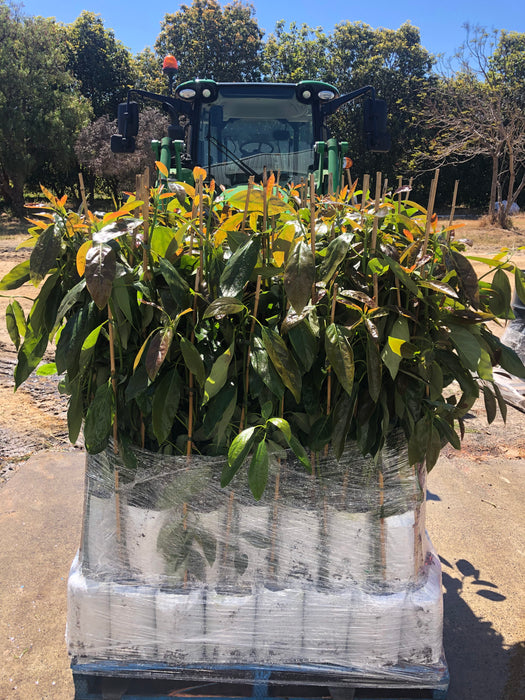 Avocado Trees