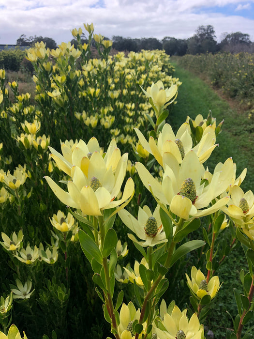 Leucadendron
