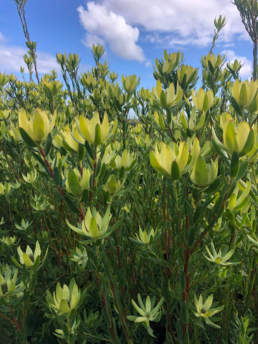Leucadendron