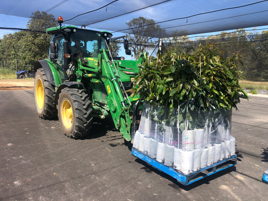 Avocado Trees