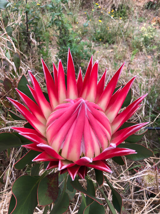 Proteas