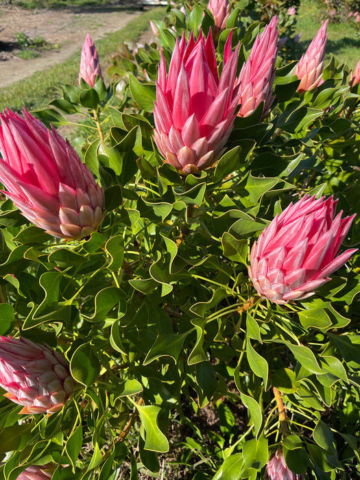 Proteas