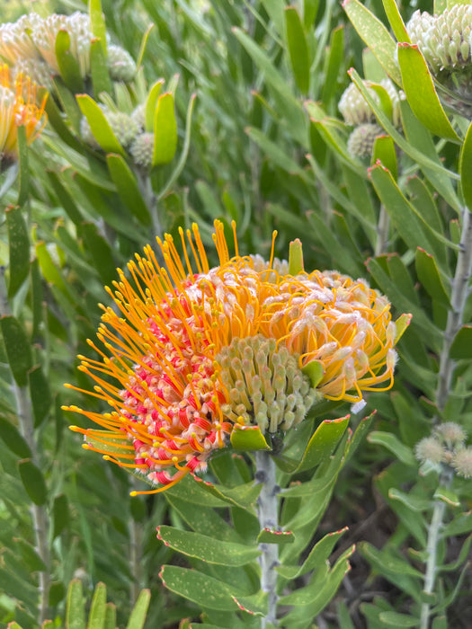 Leucospermum