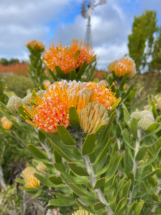 Leucospermum