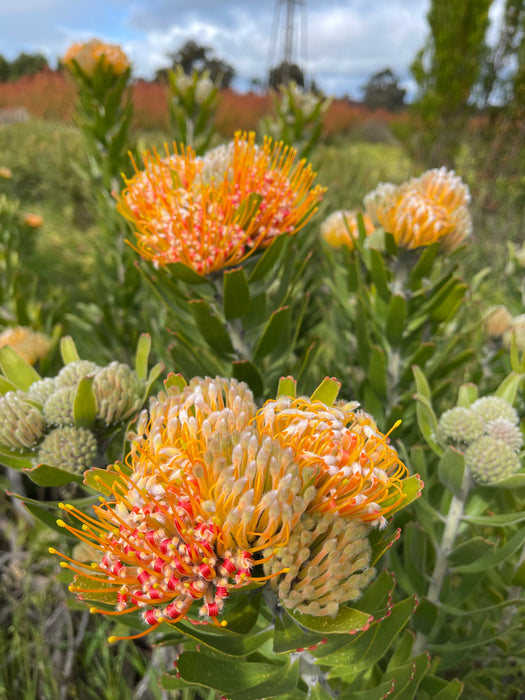 Leucospermum