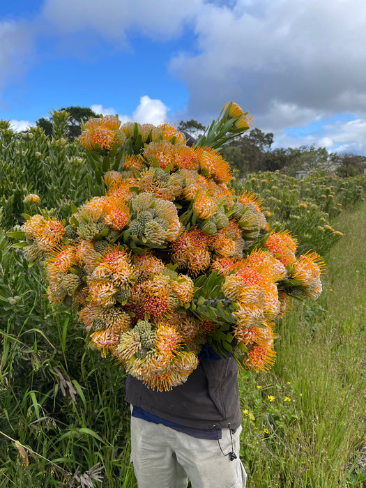 Leucospermum