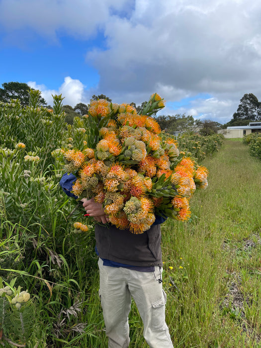Leucospermum