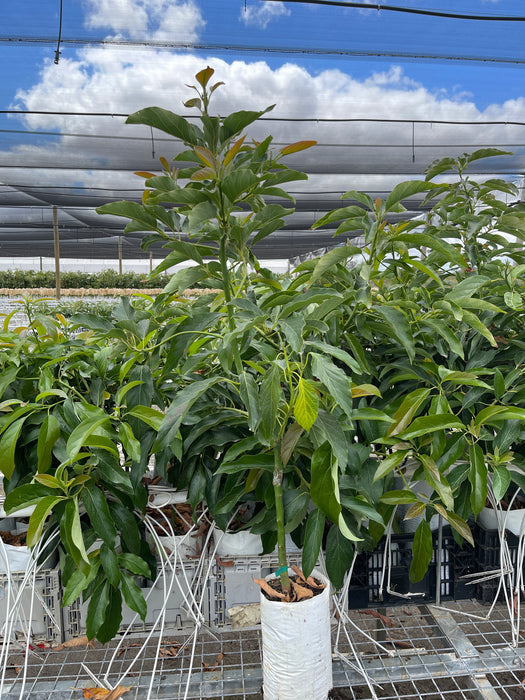 Avocado Trees