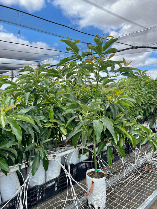 Avocado Trees