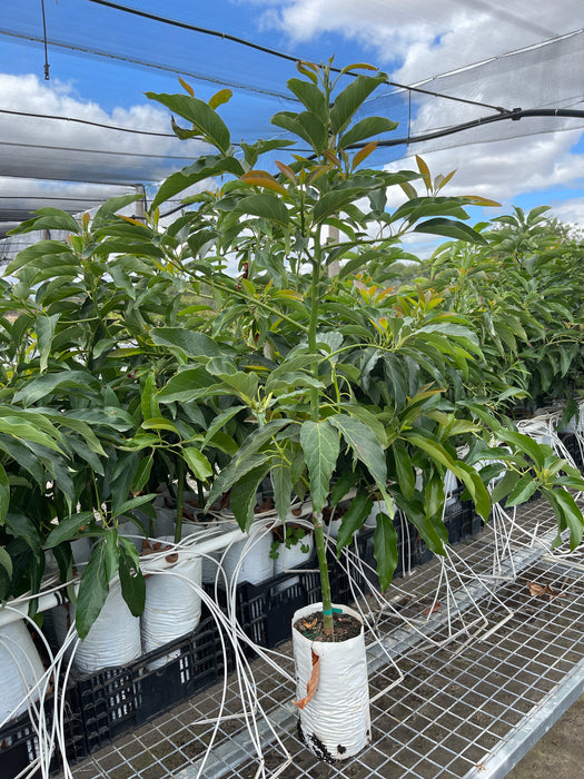 Avocado Trees