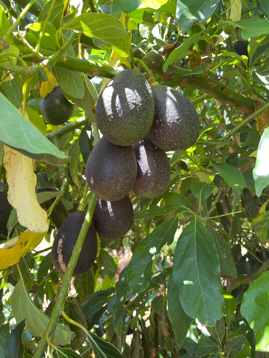 Avocado Trees