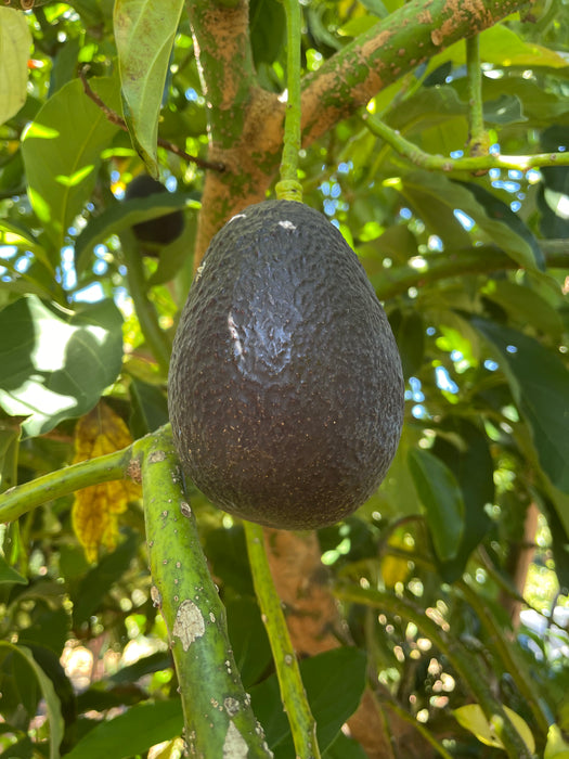 Avocado Trees