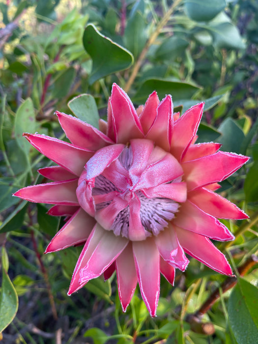 Proteas