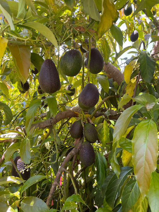 Avocado Trees