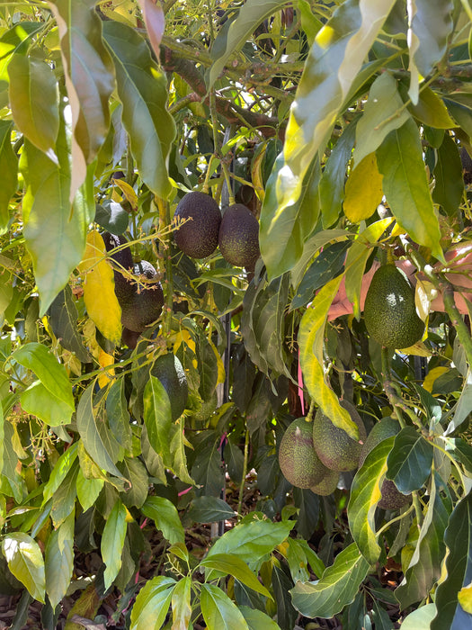 Avocado Trees