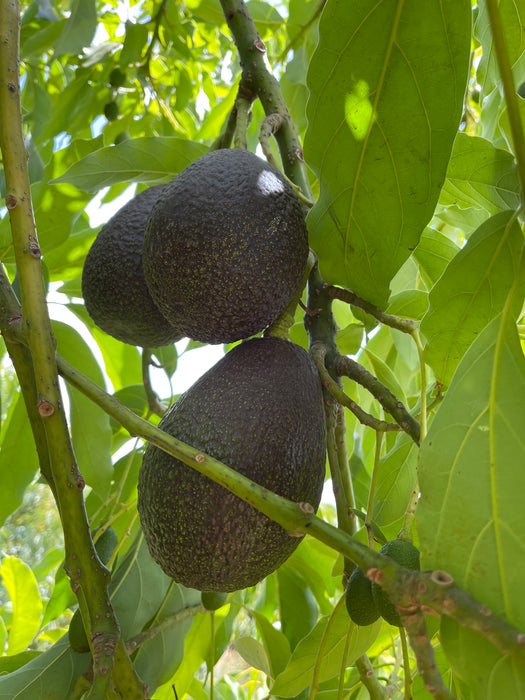 Avocado Trees