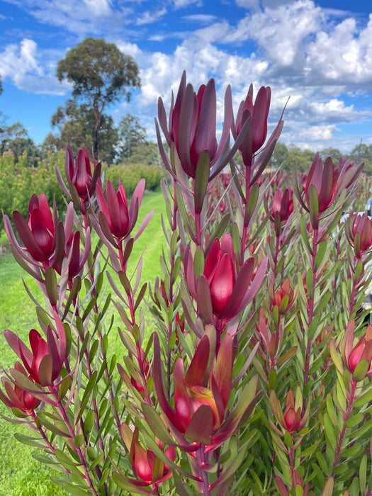 Leucadendron