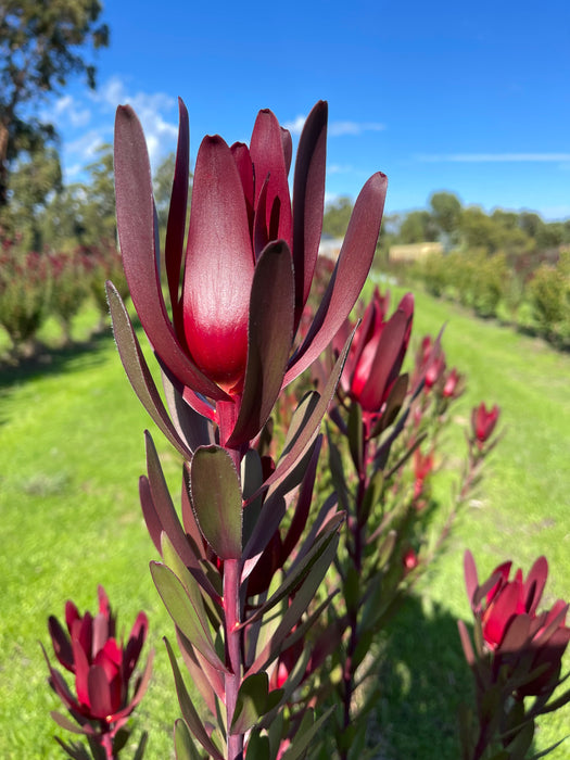 Leucadendron