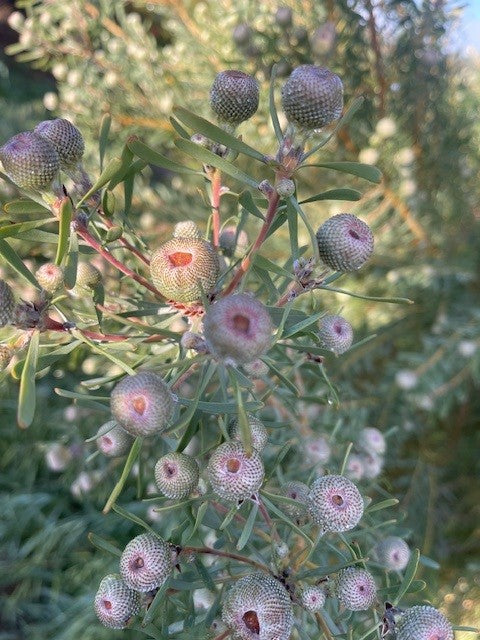 Leucadendron