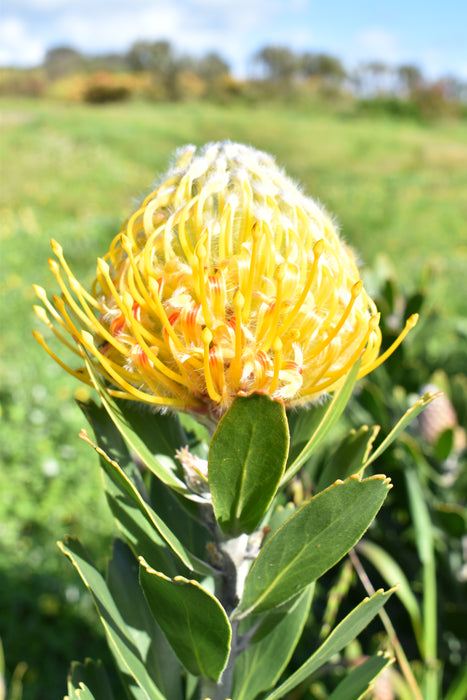 Leucospermum
