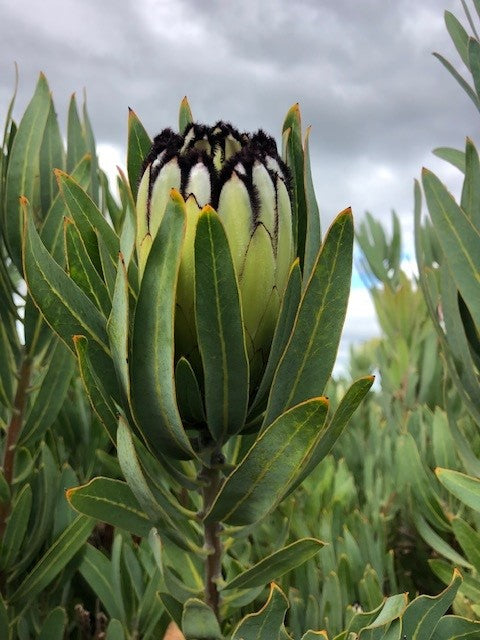 Proteas