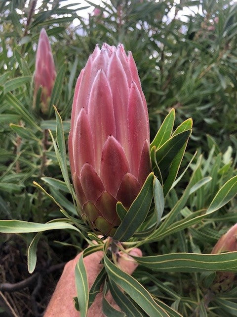 Proteas