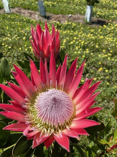 Proteas