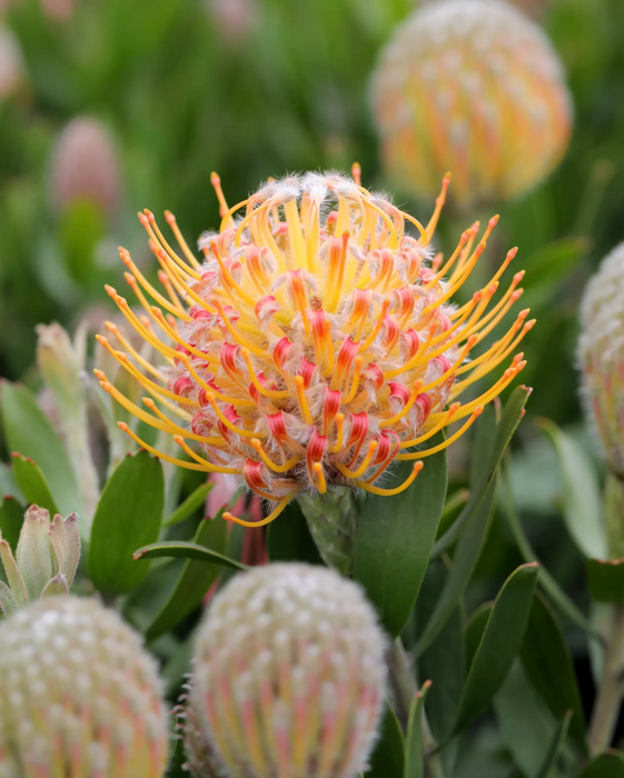 Leucospermum