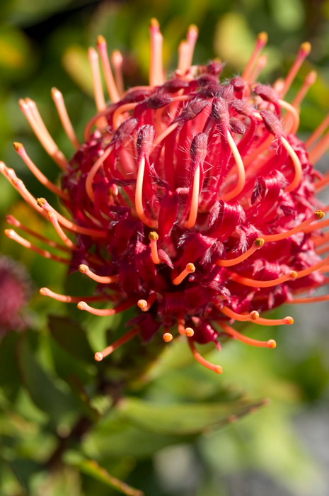 Leucospermum