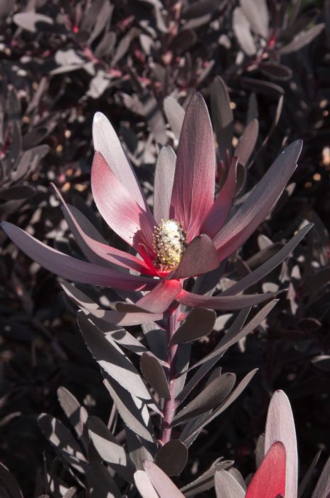 Leucadendron