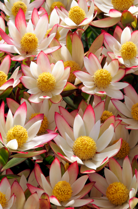 Leucadendron