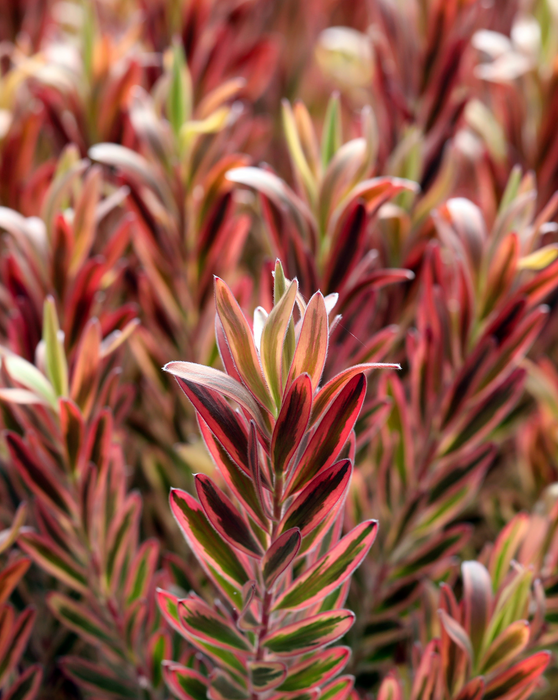 Leucadendron
