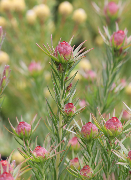 Leucadendron