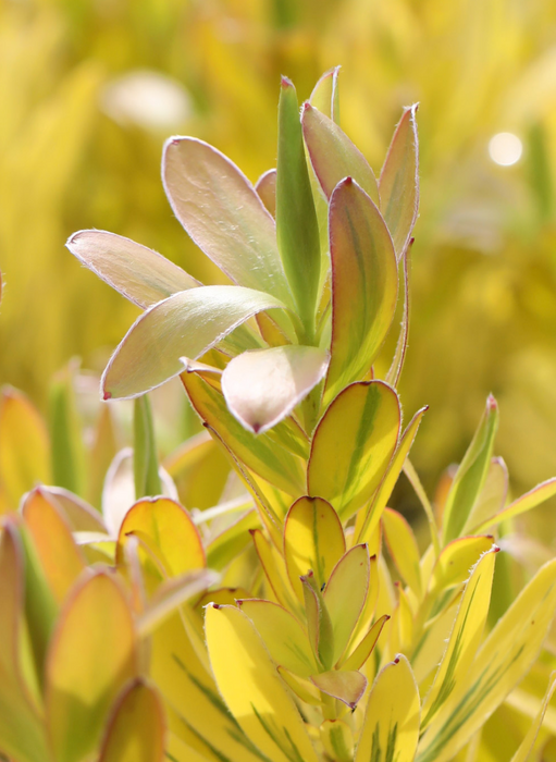 Leucadendron