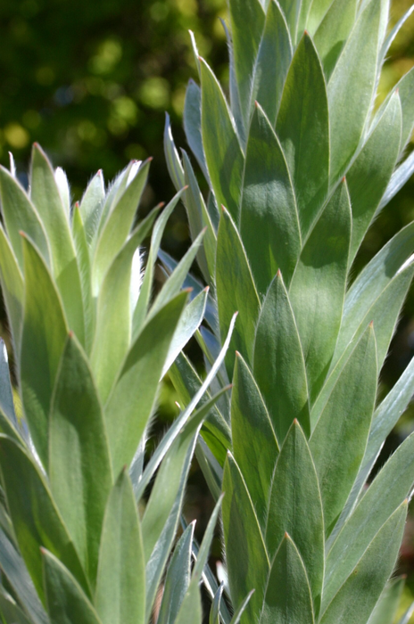 Leucadendron