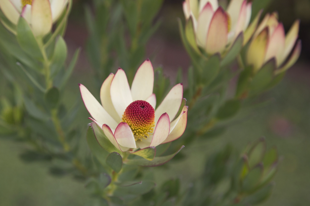 Leucadendron