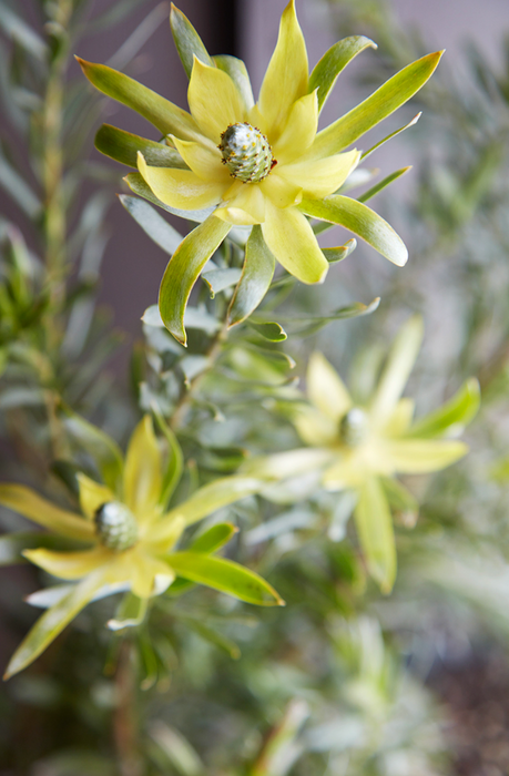 Leucadendron
