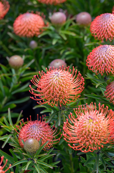 Leucospermum