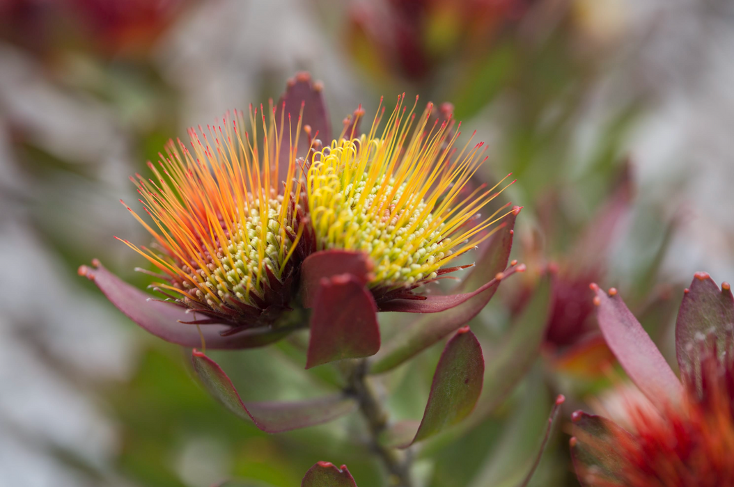 Leucospermum