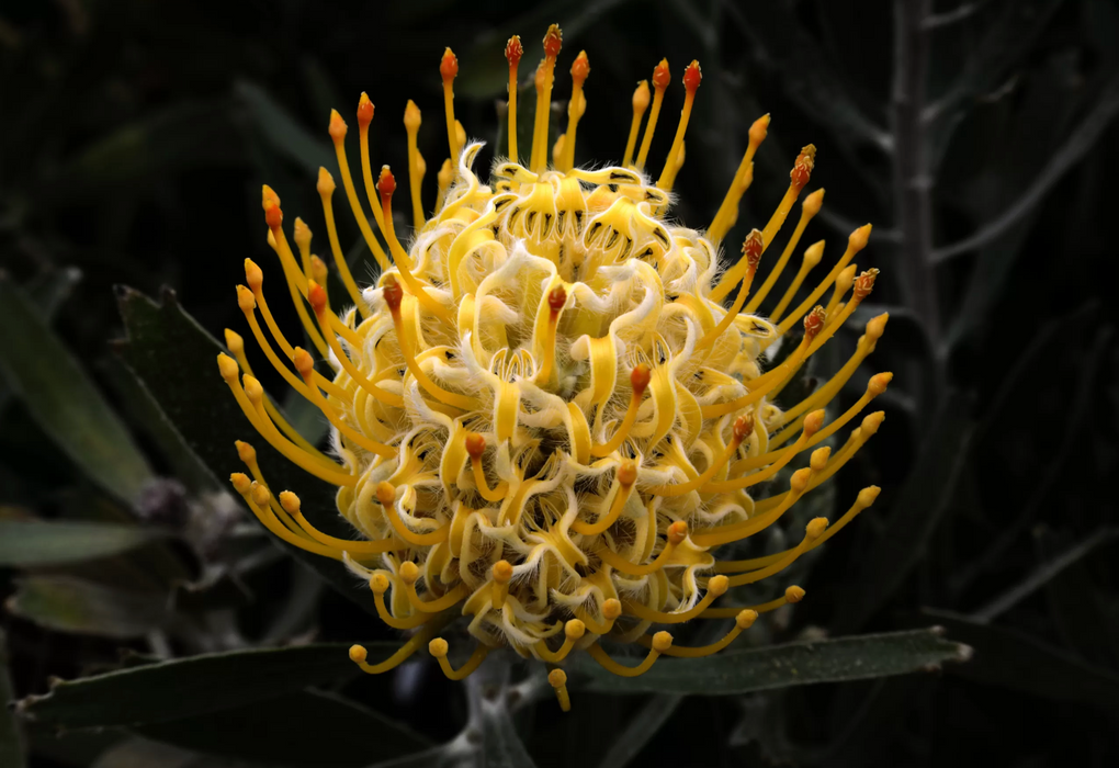 Leucospermum