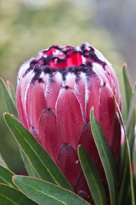 Proteas